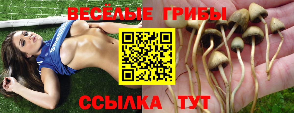 Псилоцибиновые грибы мицелий  Вход с VPN  Зерноград 